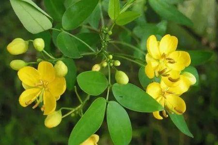 河北省决明子种植时间和方法
