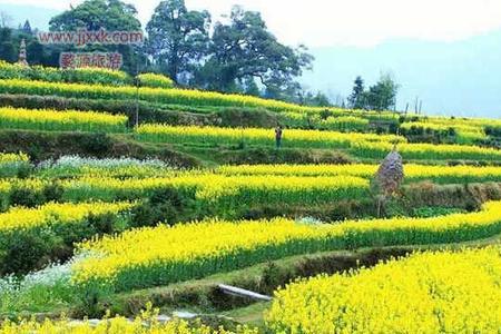 2022年油菜种植时间谚语