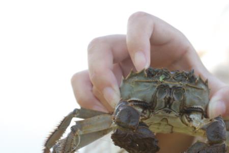 青蟹喜欢清水还是浑水