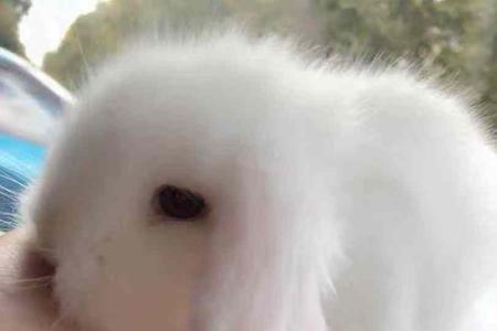 白肉兔能长多大