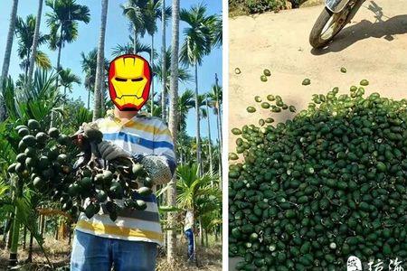 云南可以种植槟榔吗