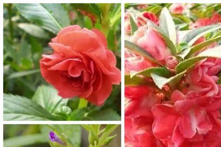 凤仙花生命周期的特点