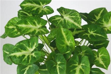 合果芋颜色为什么变淡