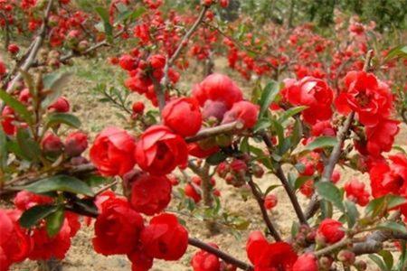 日本木瓜海棠一年开几次花