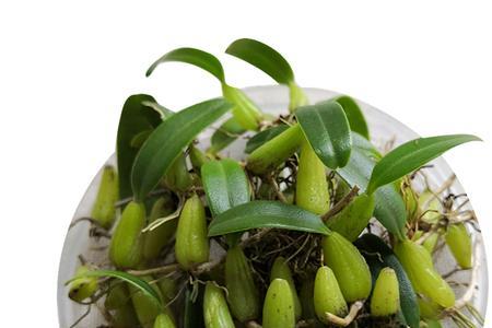 石橄榄怎么种植