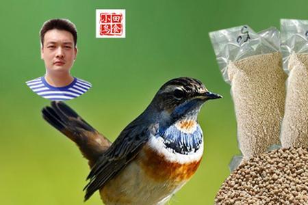 靛颏食与绣眼食区别