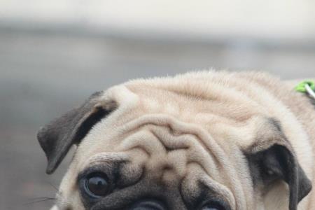 三个月大的巴哥犬可以吃肉吗