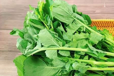 油菜苔开花了还可以吃吗