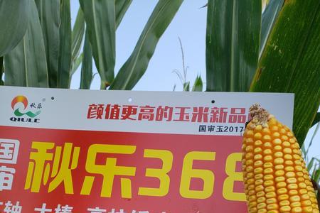 秋乐618玉米种一袋几斤