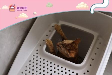 猫砂盆有很多像芝麻粒的东西