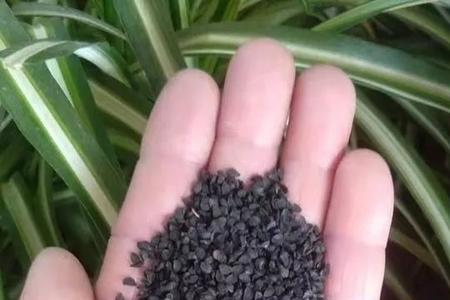 韭菜籽野生的和种植的哪个好