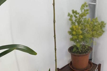 方竹需要多少年能成长