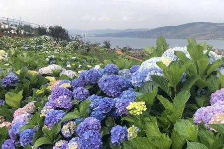 什么时候种山花
