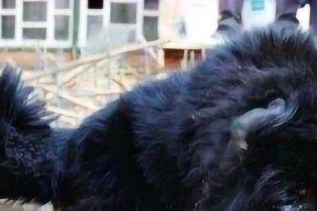 黑狼犬与藏獒谁厉害