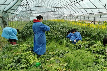 武汉地里种什么