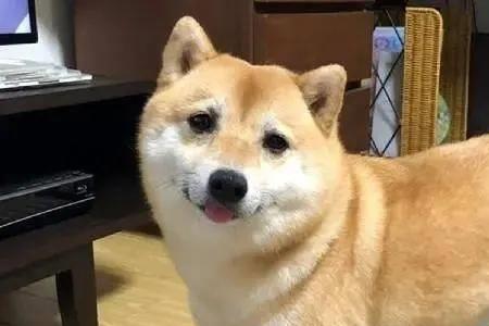 柴犬一直不褪色怎么回事