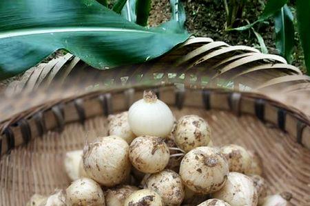 野葱头泡在酱里要多久才熟