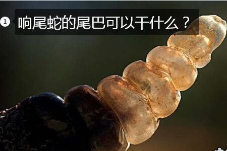 尾巴是怎么形成的
