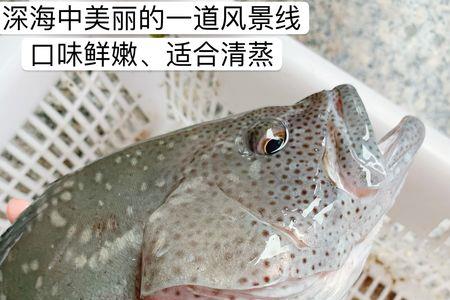 举瓜子是什么鱼