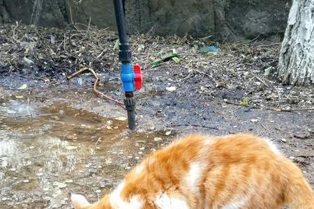 一只猫的活动范围大概有多大