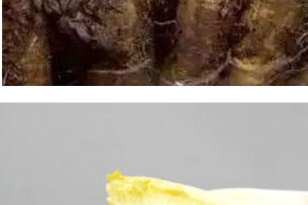 金玉兰菜分布区域