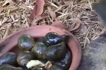 青鱼吃福寿螺用不用敲碎