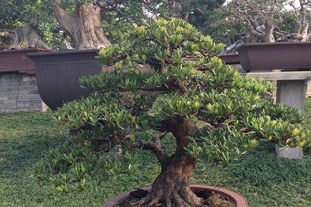 罗汉松树瘤价值