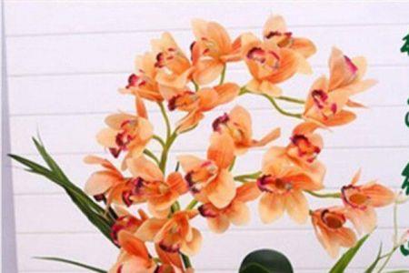 白花红心蝴蝶兰什么品种
