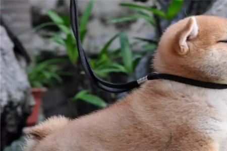 柴犬繁殖率高吗