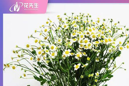 水养小雏菊花期多长