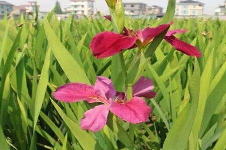 四川适合种鸢尾吗