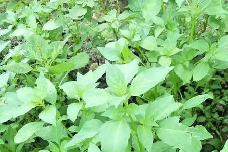 北方有荆芥吗