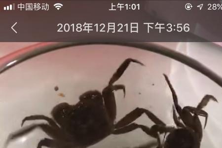 吃不完的螃蟹可以用水养着吗