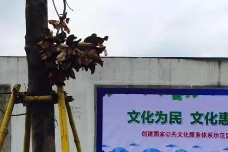 什么是公共文化场所