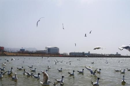 红嘴鸥在乌海停留多久