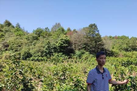 油茶树种植成本与利润