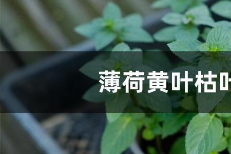 金线莲出现黄叶枯叶怎么办