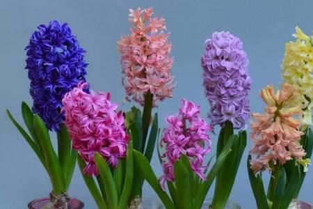 风信子花烂了一半怎么补救