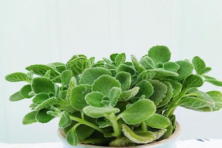 碰碰香水培后可以再盆栽吗