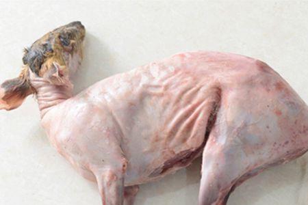 麂子的肉容易熟吗