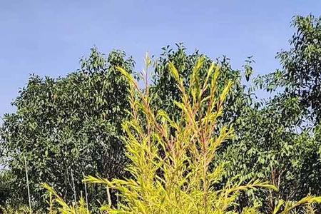 香柳种苗种植方法