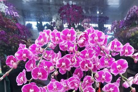 大财主蝴蝶兰品种特点