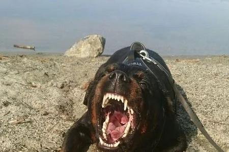 加纳利犬和罗威纳谁力气大