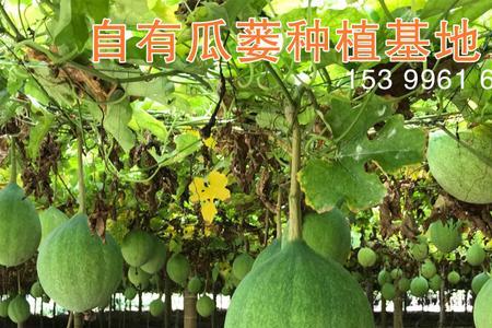 徽记4号吊瓜第一年的亩产量
