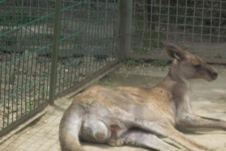 kangaroo首字母要大写吗