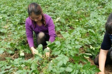 绿豆种植后能打灭草剂吗