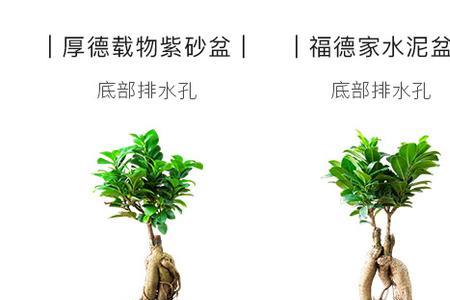 地瓜榕和人参榕的区别
