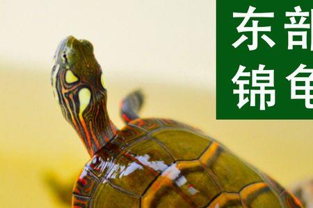 东锦龟冬天多少度水温