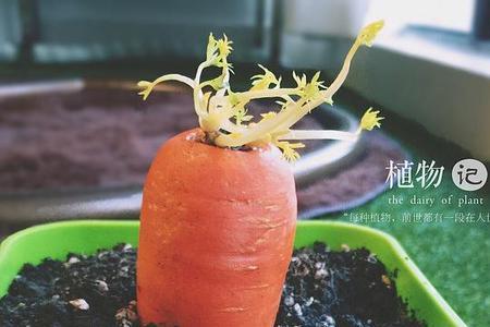 胡萝卜的叶子割了会死吗