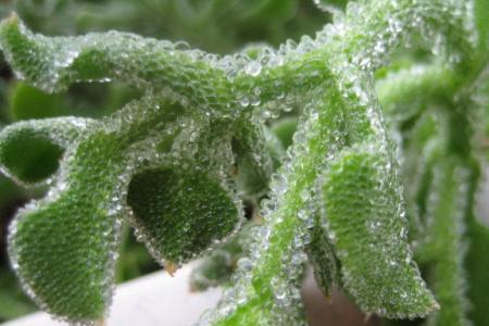 桂林七月雨季适合种什么菜
